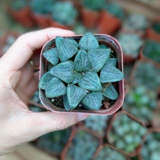 Sen đá haworthia bayeri bao đẹp🌟đã thuần khí nóng🌵hư 1 đổi 1