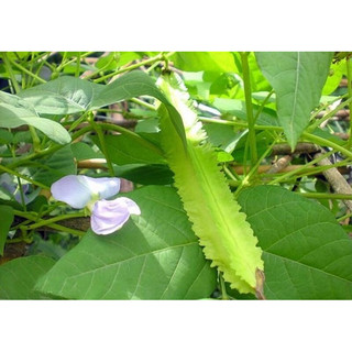 Hạt giống đậu rồng 10g
