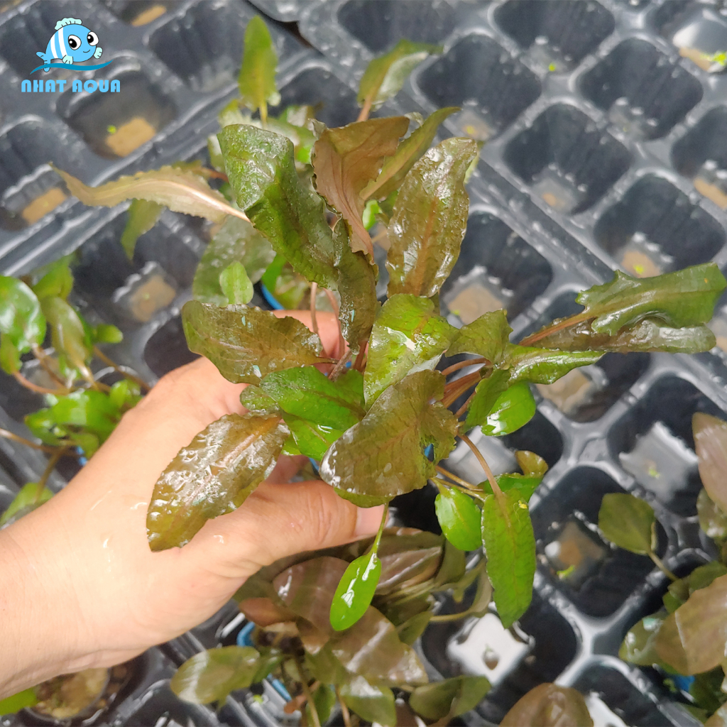 Cây Thủy Sinh Tiêu Thảo Nâu