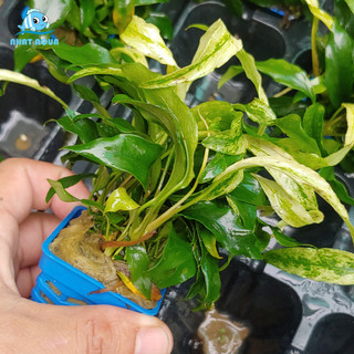 Cây ráy lưỡi hổ cẩm thạch