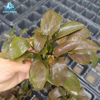 Cây thủy sinh tiêu thảo Lagenandra meeboldii red