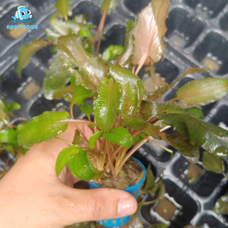 Cây Thủy Sinh Tiêu Thảo Nâu