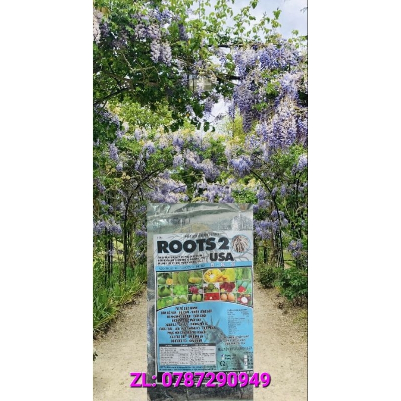 ROOTS 2 USA  888 BAO 10KG