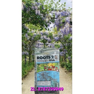 Roots 2 usa 888 bao 10kg