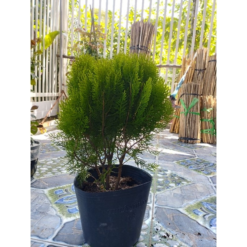 Cây Trắc Bách Diệp