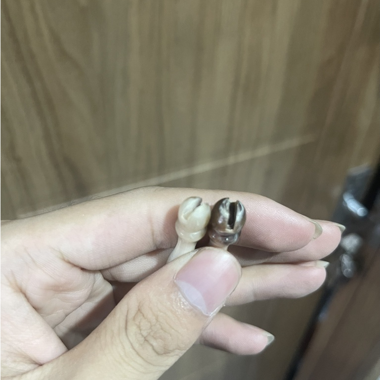 Đầu cầu chim khuyên , hút mật hàng sừng nguyên chất dài 4cm