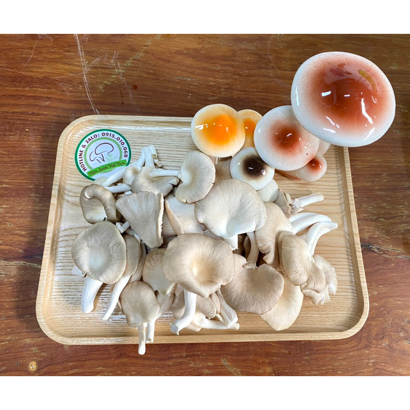 Nấm Ăn Lẩu - Nấm Sò Nâu / Trắng  | Nấm Sạch Việt Nam