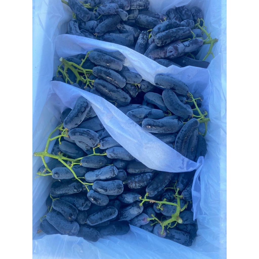 Nho Ngón Tay Đen Sweet Sapphire "giòn ngọt tươi mới "=> HÀNG MỚI VỀ "thanhfruittraicaynhapkhauQ12"