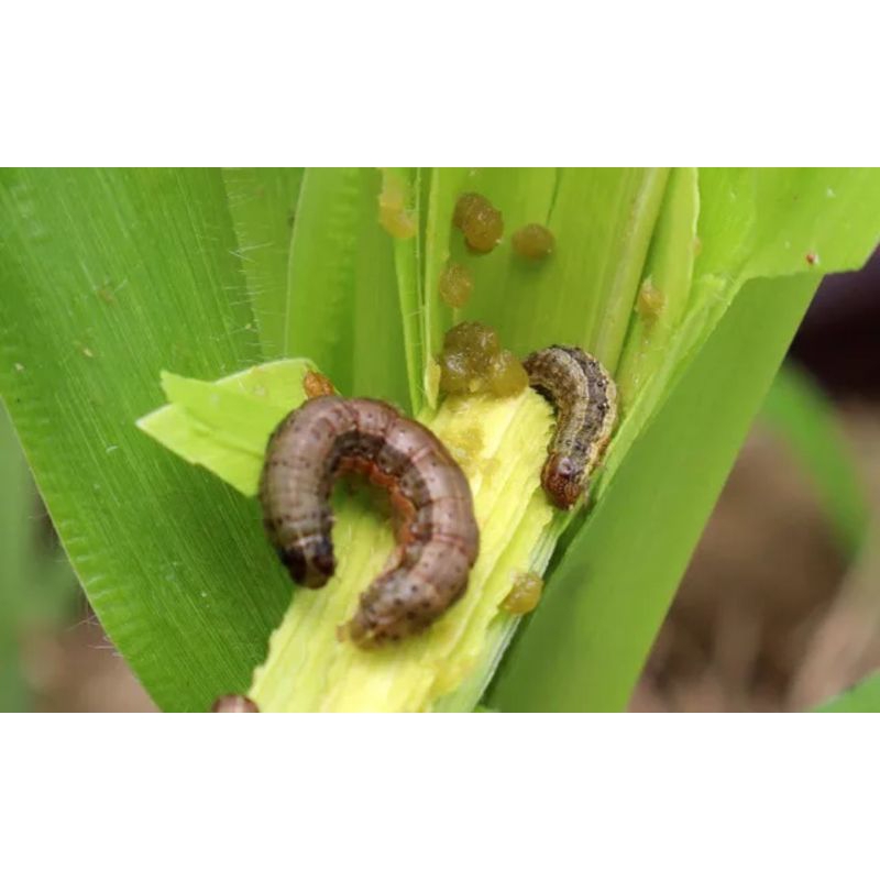 Trừ sâu tơ sâu xanh sâu đục thân bọ trĩ bọ xít muỗi và nhiều loại sâu hại