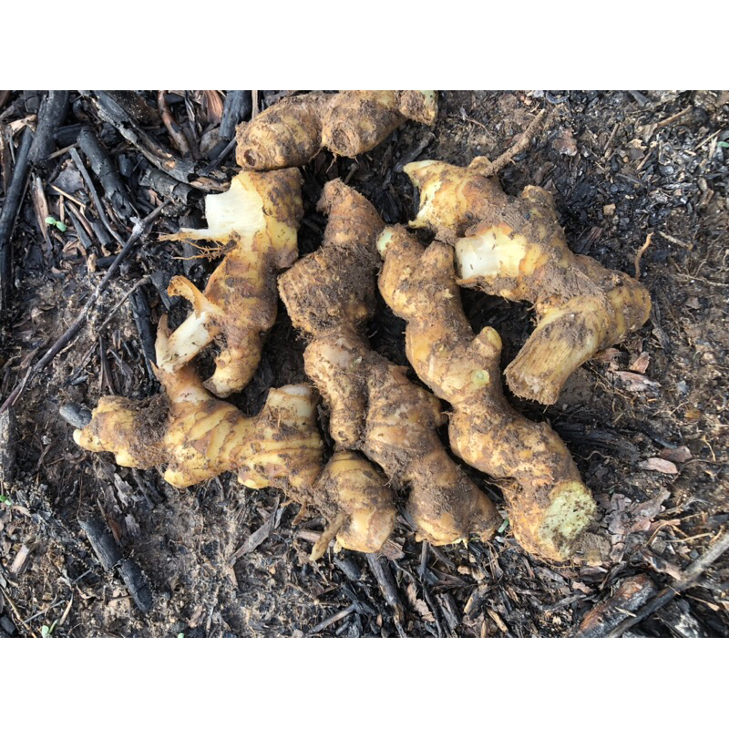 1kg củ gừng gió tươi