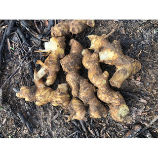 1kg củ gừng gió rừng, gừng gió hoa đỏ (ngải xanh,gừng rừng)