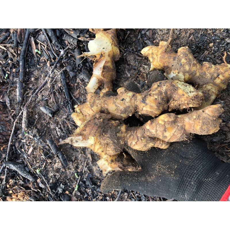 1kg củ gừng gió tươi
