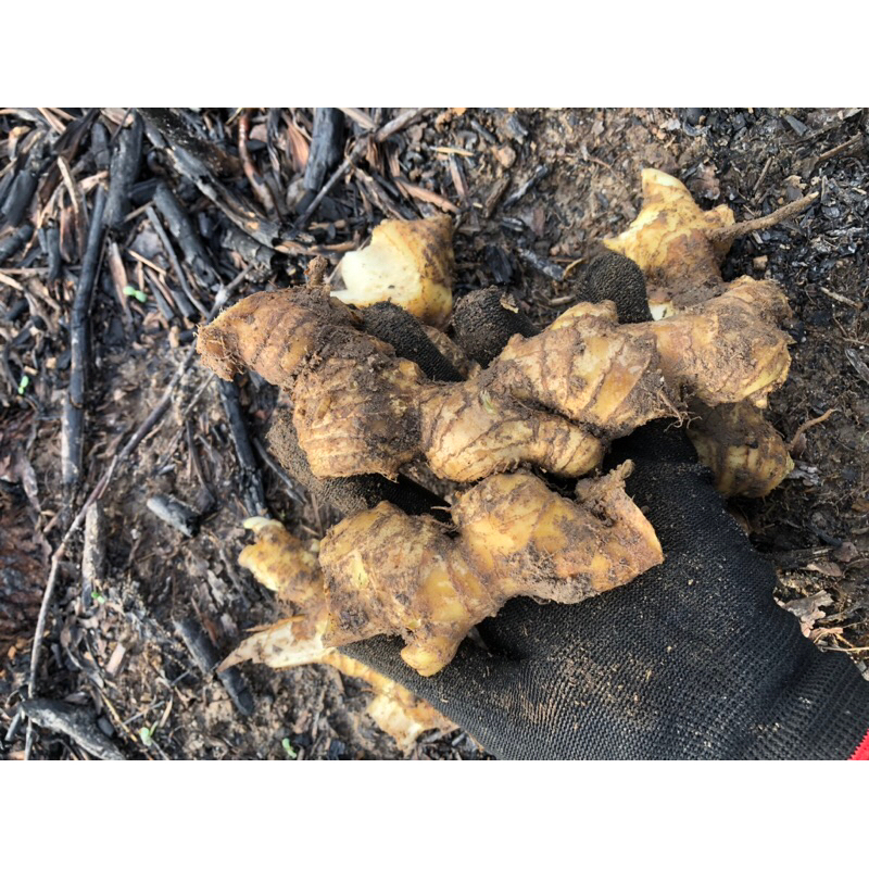 1kg củ gừng gió tươi