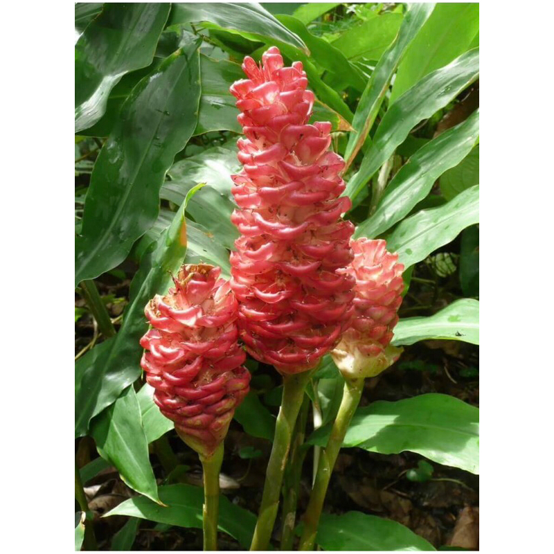 1kg củ gừng gió tươi