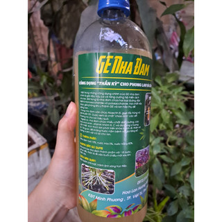 Ge nha đam - phân bón hữu cơ và làm mát giải độc cây, thần dược cho cây trồng