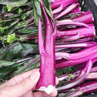 Hạt Giống Cải Ngồng Đỏ 5gr