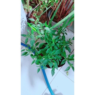Ớt hiểm trái lớn