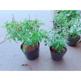 Ớt Hiểm Trái Lớn