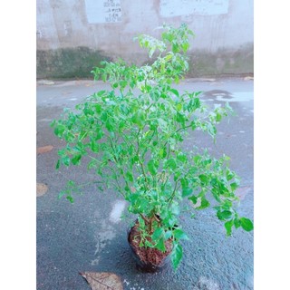 Cây ớt xiêm trái trắng