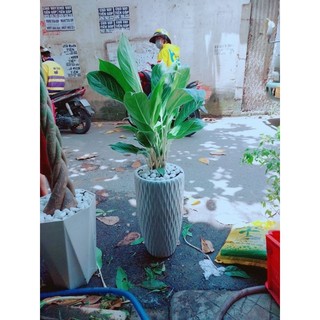 Chậu cây bạch mã hoàng tử 90-100cm