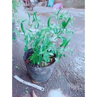 Ớt Hiểm Trái Lớn