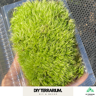 Rêu Cỏ Mây (Leucobryum Giganteum) Trang Trí Bình Terrarium