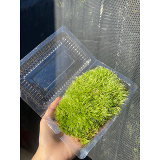 Rêu Cỏ Mây (Leucobryum Giganteum) Trang Trí Bình Terrarium