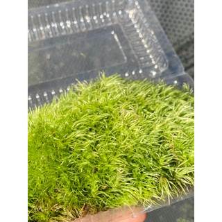 Rêu Cỏ Mây (Leucobryum Giganteum) Trang Trí Bình Terrarium