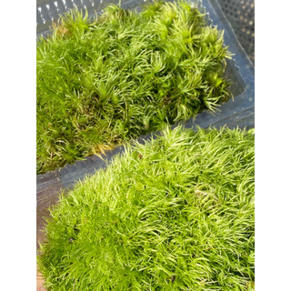 Rêu Cỏ Mây (Leucobryum Giganteum) Trang Trí Bình Terrarium