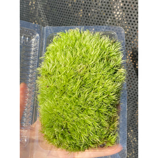Rêu Cỏ Mây (Leucobryum Giganteum) Trang Trí Bình Terrarium