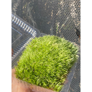Rêu Cỏ Mây (Leucobryum Giganteum) Trang Trí Bình Terrarium