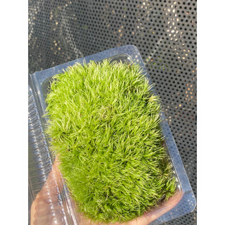 Rêu Cỏ Mây (Leucobryum Giganteum) Trang Trí Bình Terrarium