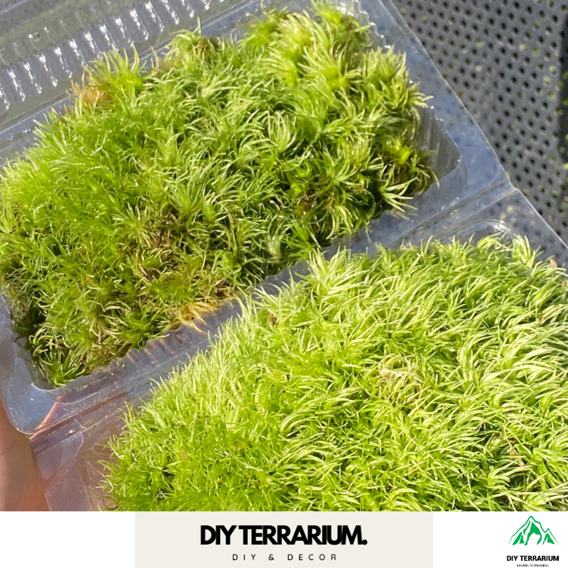 Rêu Trang Trí Bình Terrarium Trải Nền Bán Cạn Tiểu Cảnh Non Bộ