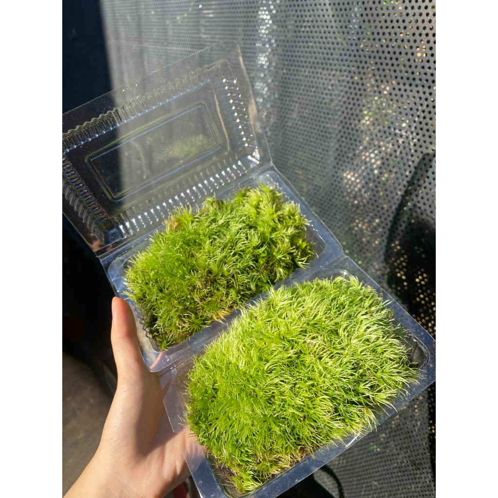 Rêu Trang Trí Bình Terrarium Trải Nền Bán Cạn Tiểu Cảnh Non Bộ