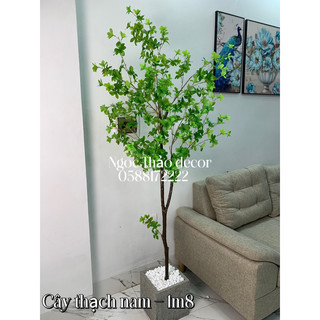 Cây thạch nam cao su 1m8 giả, cây giả trang trí