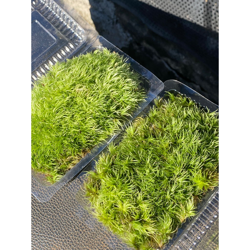 Rêu Trang Trí Bình Terrarium Trải Nền Bán Cạn Tiểu Cảnh Non Bộ