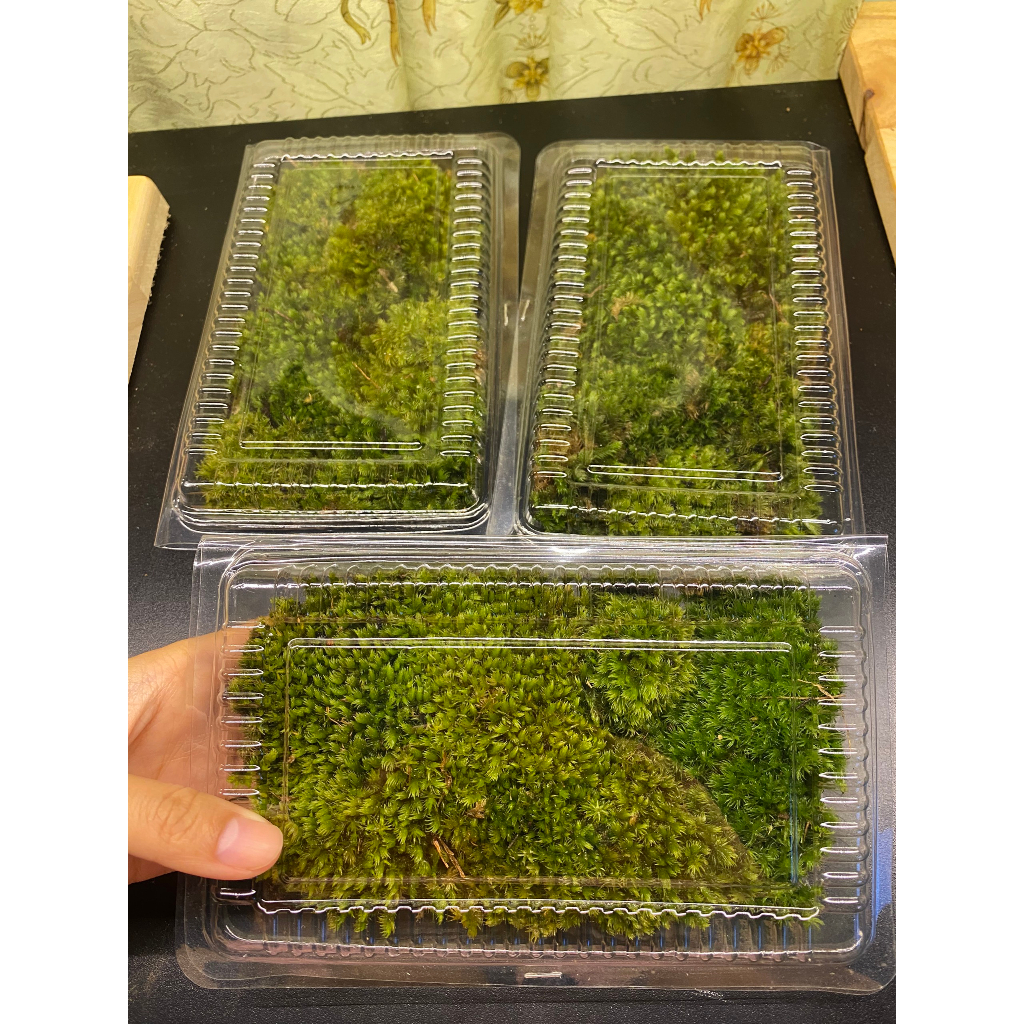 Rêu Trang Trí Bình Terrarium Trải Nền Bán Cạn Tiểu Cảnh Non Bộ