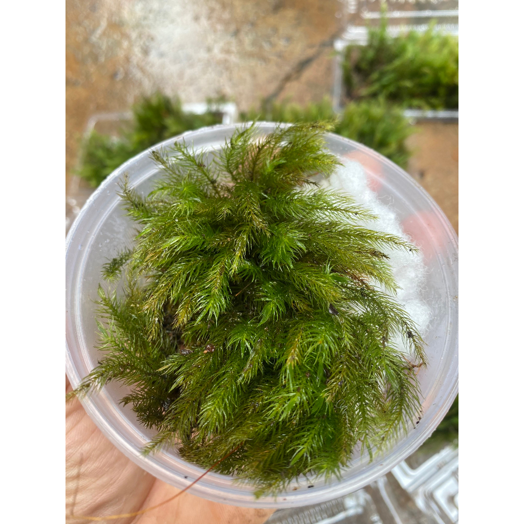 Rêu Trang Trí Bình Terrarium Trải Nền Bán Cạn Tiểu Cảnh Non Bộ