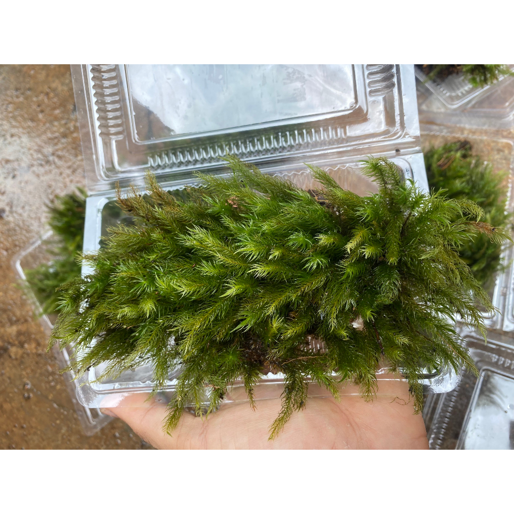 Rêu Trang Trí Bình Terrarium Trải Nền Bán Cạn Tiểu Cảnh Non Bộ