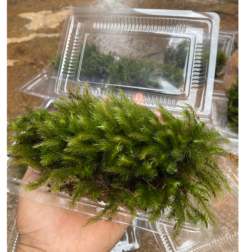 Rêu Trang Trí Bình Terrarium Trải Nền Bán Cạn Tiểu Cảnh Non Bộ