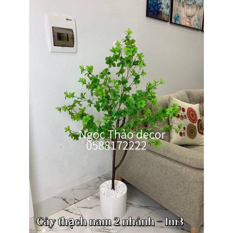 Các mẫu thạch nam cao su giả, cây giả trang trí