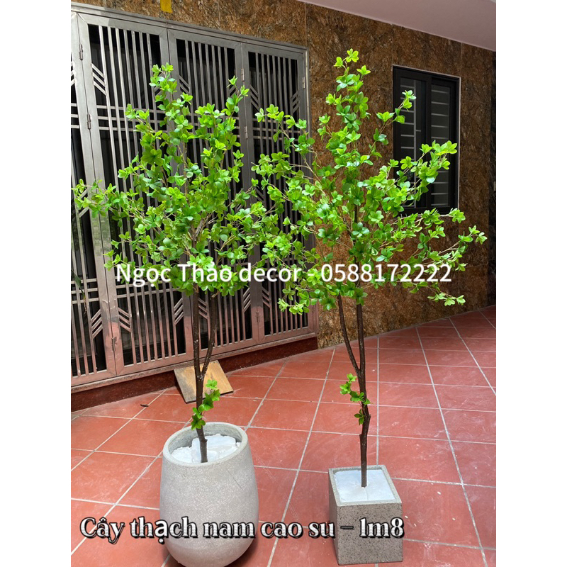 Các mẫu thạch nam cao su giả, cây giả trang trí