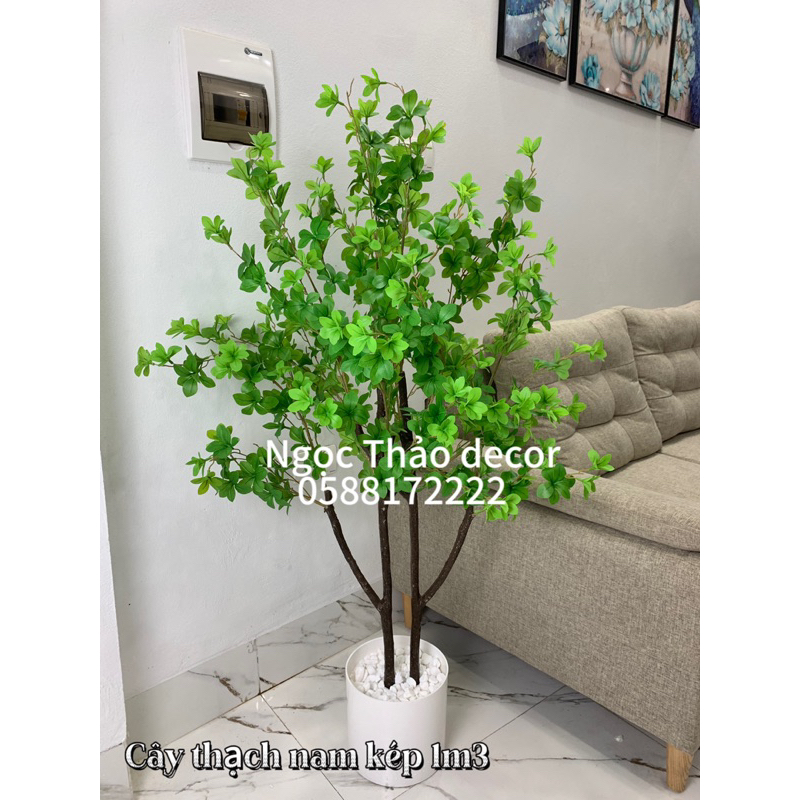 Các mẫu thạch nam cao su giả, cây giả trang trí