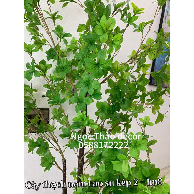 Các mẫu thạch nam cao su giả, cây giả trang trí