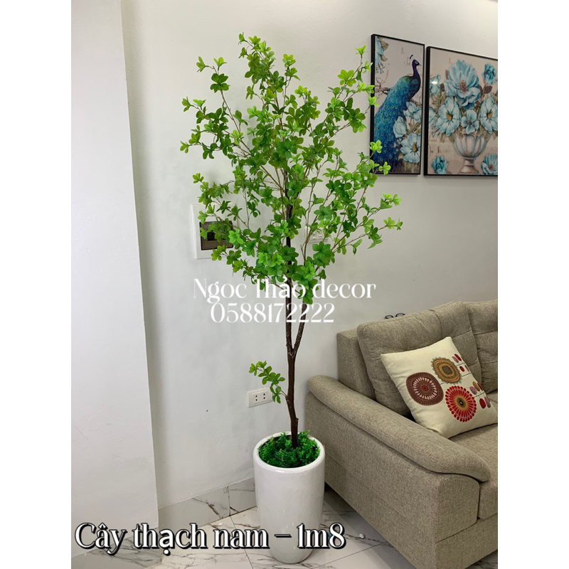 Các mẫu thạch nam cao su giả, cây giả trang trí