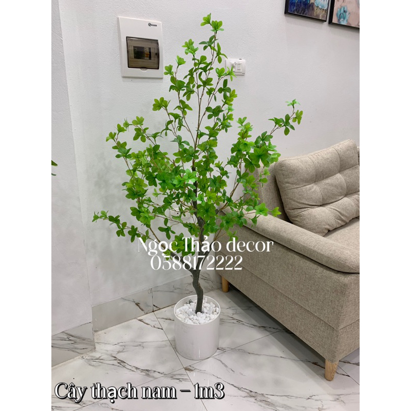 Các mẫu thạch nam cao su giả, cây giả trang trí