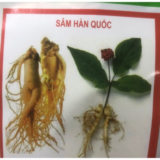 Hạt giống nhân sâm Hàn Quốc 🌱