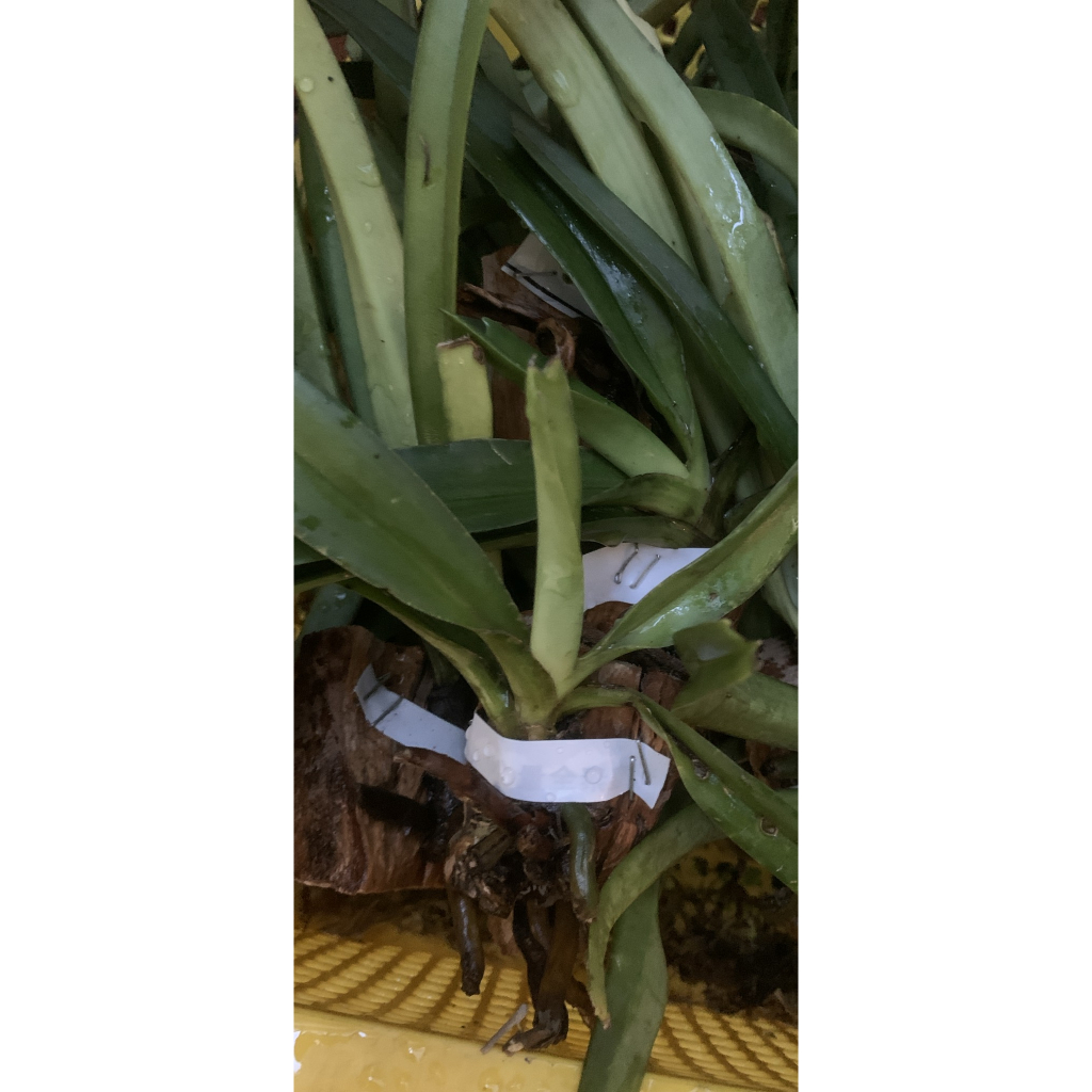 Hoa Lan Cáo 01 cây đã ghép gỗ