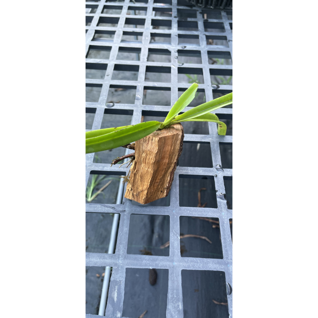 Hoa Lan Cáo 01 cây đã ghép gỗ