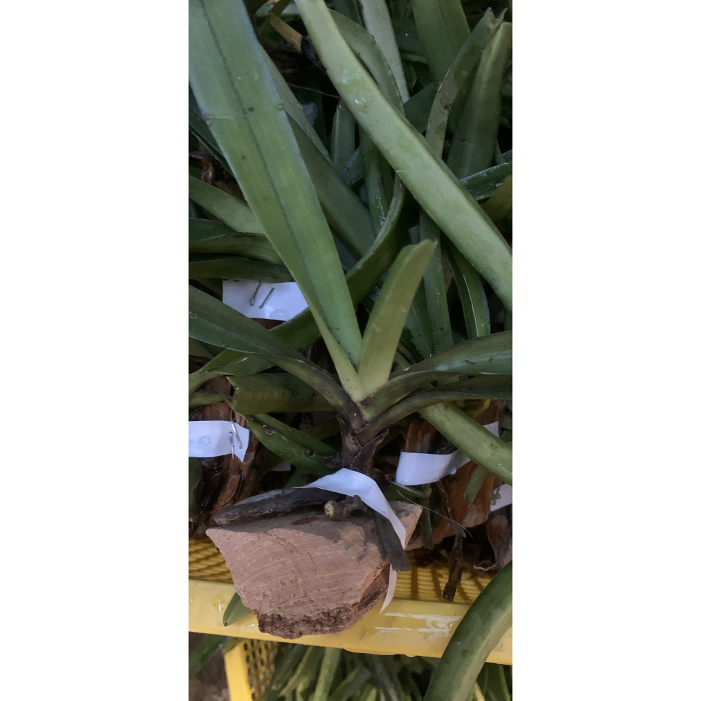 Hoa Lan Cáo 01 cây đã ghép gỗ